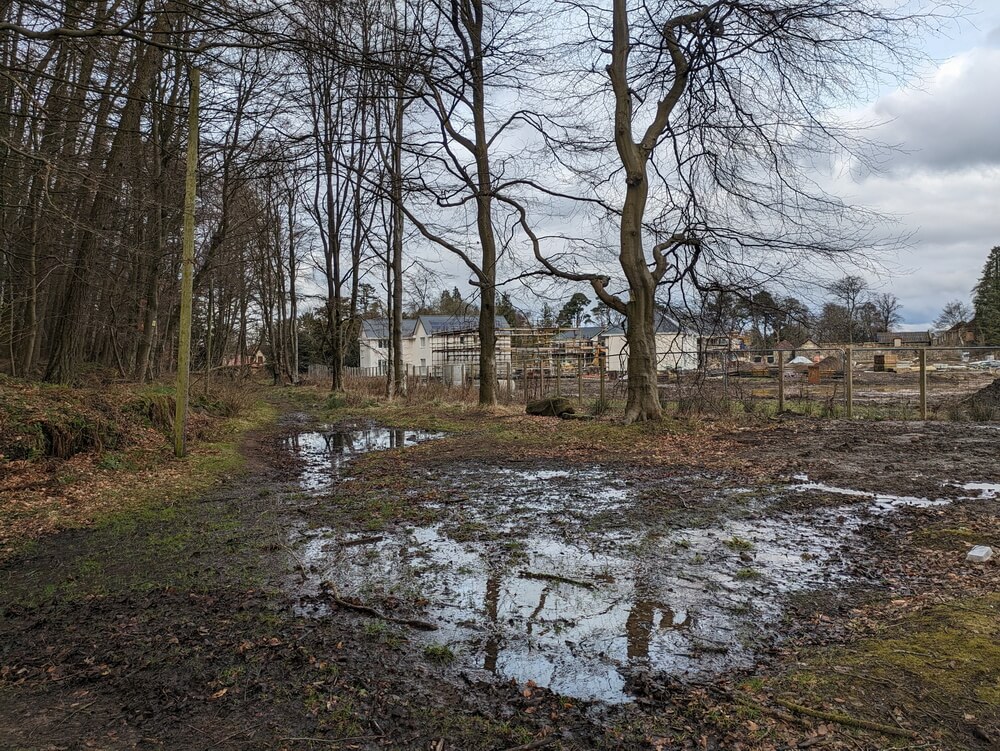 Woodland edge and churned ground beside the building site